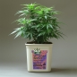 Preview: Grow Bucket Super Soil organic